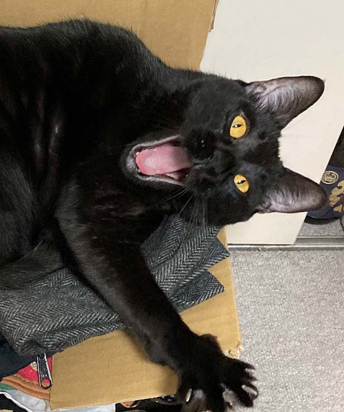 猫の臭い　猫トイレの臭い　空気施錠機　消臭